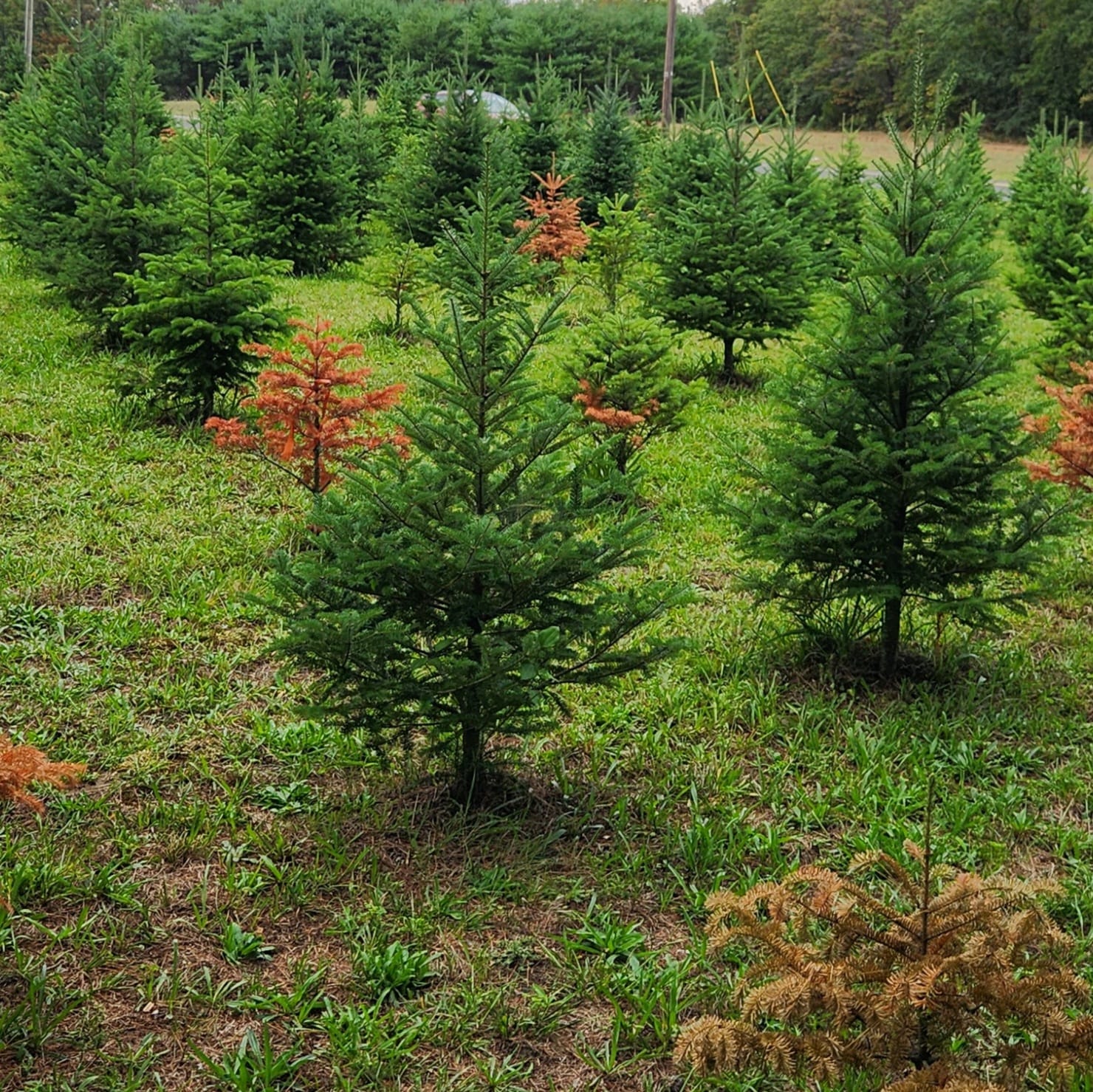 Tree 4