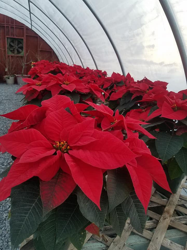 Poinsettia