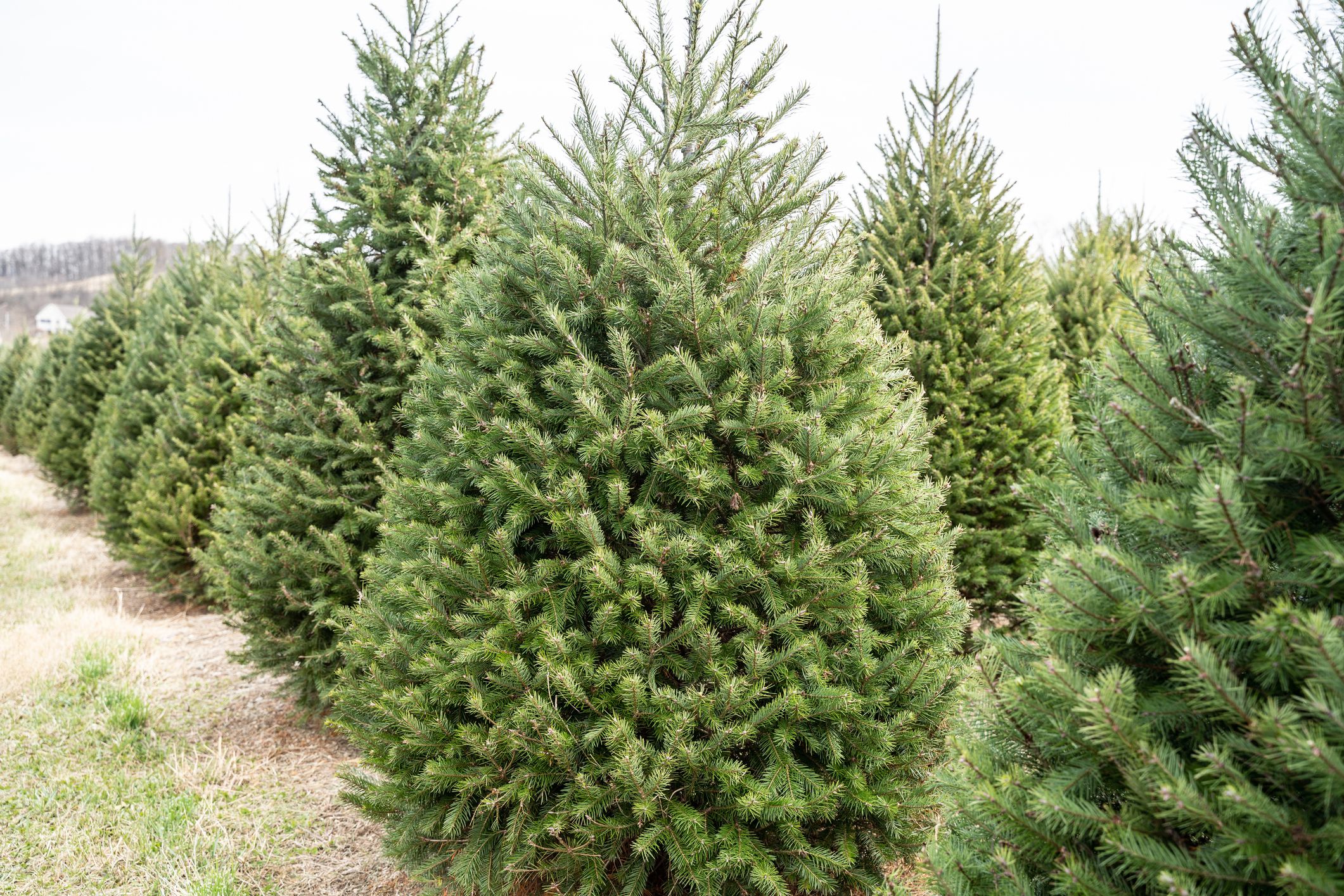 Douglas Fir (over 6 feet)