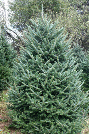 Fraizer Fir (7-9 feet)